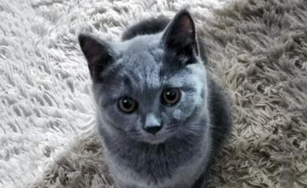 被遗弃在出租房的宠物猫 获救后抱着人类不撒手 猫：别再丢下我(图1)