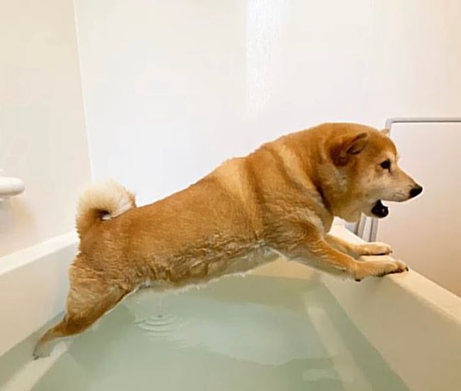 狗狗恐惧打雷躲浴缸 旁边的黑猫弟弟：最好别怕我和你一起！(图1)