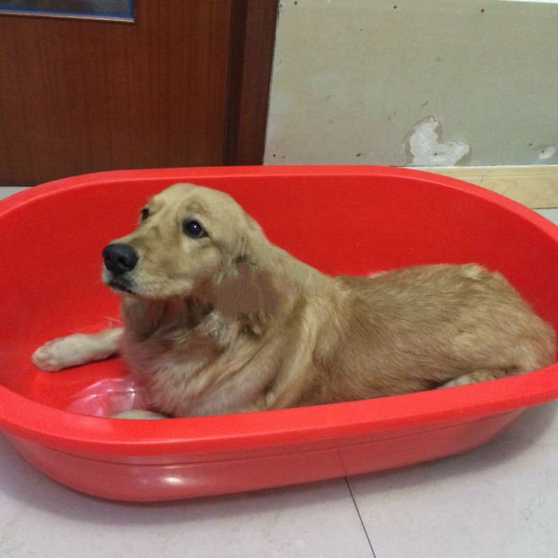 狗狗恐惧打雷躲浴缸 旁边的黑猫弟弟：最好别怕我和你一起！(图2)