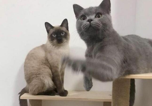 要想养一只蓝猫该做什么？能学会这几点之后 才很有可能家庭饲养成功了哦(图1)