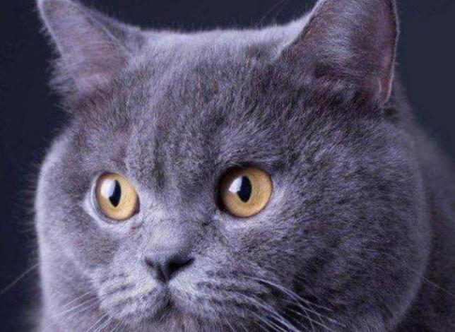 要想养一只蓝猫该做什么？能学会这几点之后 才很有可能家庭饲养成功了哦(图2)