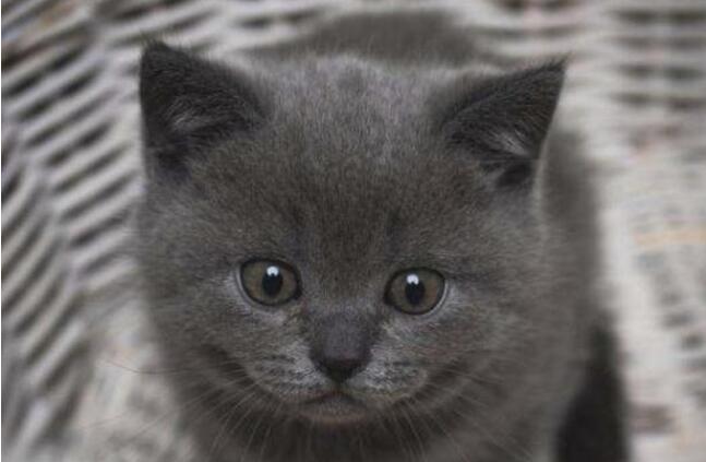 要想养一只蓝猫该做什么？能学会这几点之后 才很有可能家庭饲养成功了哦(图4)