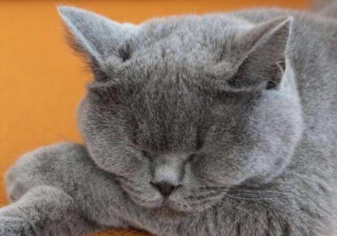 要想养一只蓝猫该做什么？能学会这几点之后 才很有可能家庭饲养成功了哦(图3)