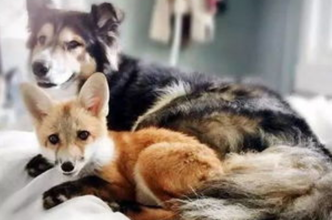 狼和狗能繁育后代吗?说了别不信(图1)