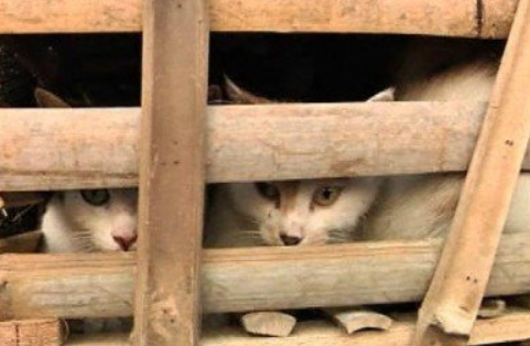 爱猫协会智斗猫贩子致上千只猫成功获救(图1)