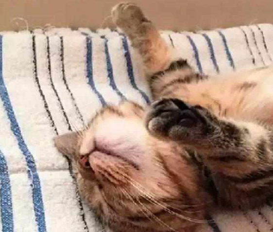 铲屎官发猫咪睡姿照 意外完成任务千万粉丝喜爱 小猫以晚上睡觉而成名！(图1)