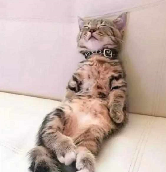 铲屎官发猫咪睡姿照 意外完成任务千万粉丝喜爱 小猫以晚上睡觉而成名！(图2)