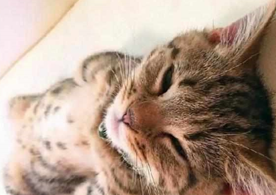 铲屎官发猫咪睡姿照 意外完成任务千万粉丝喜爱 小猫以晚上睡觉而成名！(图4)
