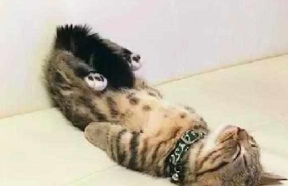 铲屎官发猫咪睡姿照 意外完成任务千万粉丝喜爱 小猫以晚上睡觉而成名！(图5)