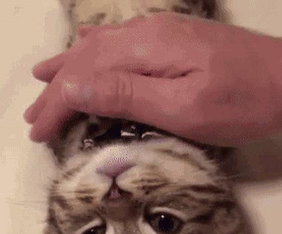 铲屎官发猫咪睡姿照 意外完成任务千万粉丝喜爱 小猫以晚上睡觉而成名！(图6)