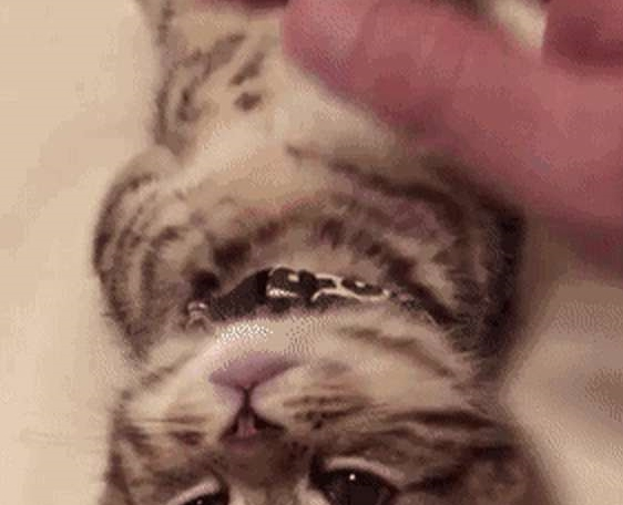 铲屎官发猫咪睡姿照 意外完成任务千万粉丝喜爱 小猫以晚上睡觉而成名！(图7)