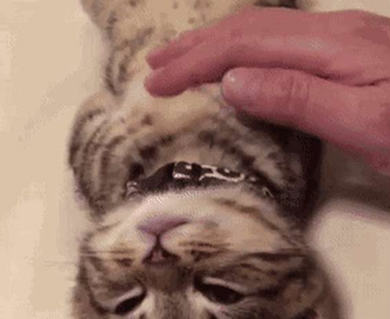 铲屎官发猫咪睡姿照 意外完成任务千万粉丝喜爱 小猫以晚上睡觉而成名！(图8)