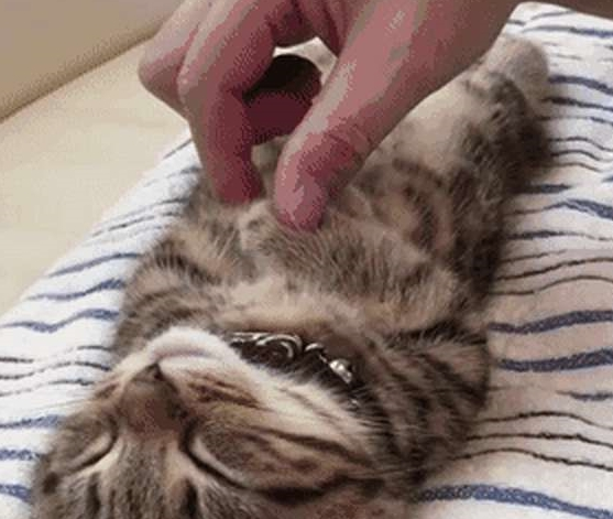 铲屎官发猫咪睡姿照 意外完成任务千万粉丝喜爱 小猫以晚上睡觉而成名！(图9)