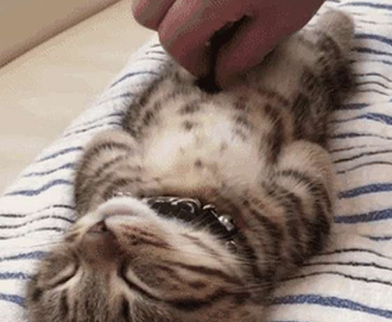 铲屎官发猫咪睡姿照 意外完成任务千万粉丝喜爱 小猫以晚上睡觉而成名！(图10)
