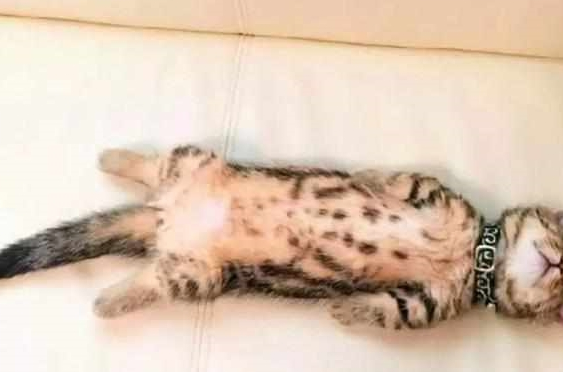铲屎官发猫咪睡姿照 意外完成任务千万粉丝喜爱 小猫以晚上睡觉而成名！(图11)