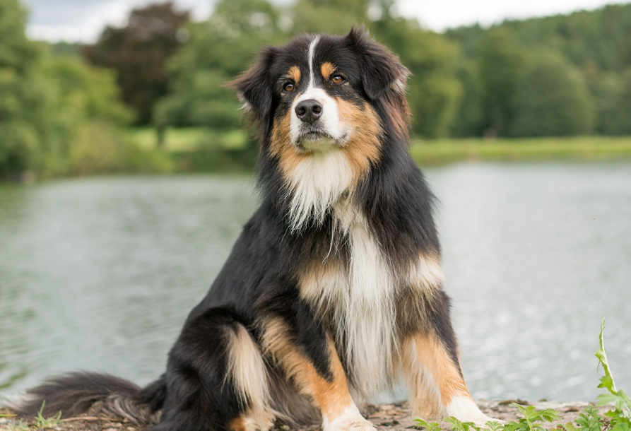 狗怎么能去畜牧站医院看病?这里说不定也可以给你答案(图2)