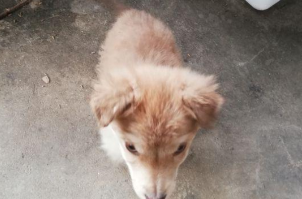 遛猫遛狗时过路人朝一麻袋 问需不必须被收留流浪狗 看了女生后悔莫及了(图1)