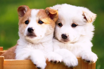 一文告诉你 狗狗一直都紧紧的盯着主人看是什么好意思?(图1)