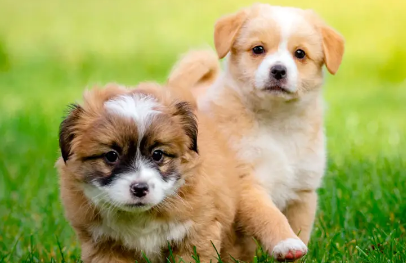 一文告诉你 狗狗一直都紧紧的盯着主人看是什么好意思?(图2)