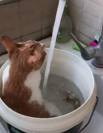 主人用大塑料桶给猫咪洗澡 猫：泡着澡喝着水 实在喵生一大快事(图1)
