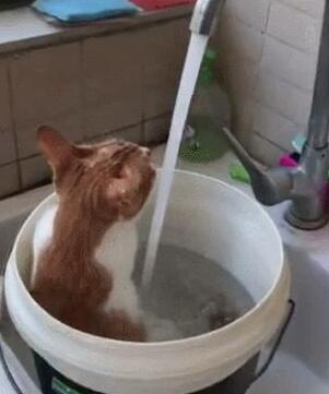 主人用大塑料桶给猫咪洗澡 猫：泡着澡喝着水 实在喵生一大快事(图2)