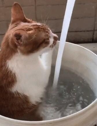 主人用大塑料桶给猫咪洗澡 猫：泡着澡喝着水 实在喵生一大快事(图3)