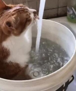 主人用大塑料桶给猫咪洗澡 猫：泡着澡喝着水 实在喵生一大快事(图5)