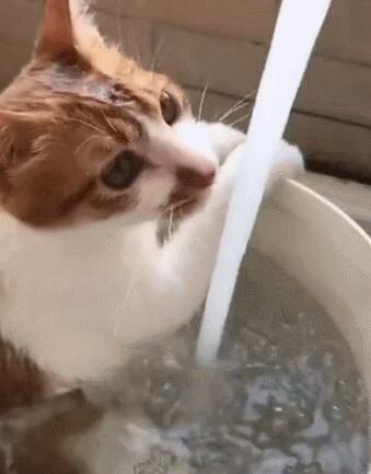 主人用大塑料桶给猫咪洗澡 猫：泡着澡喝着水 实在喵生一大快事(图6)