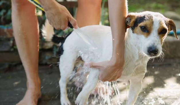 狗狗洗澡啊必备人气工具 主人们准备品种齐全了吗?(图1)