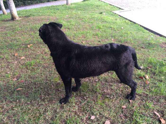 拉布拉多长得快吗 长得快不知道好不好(图3)