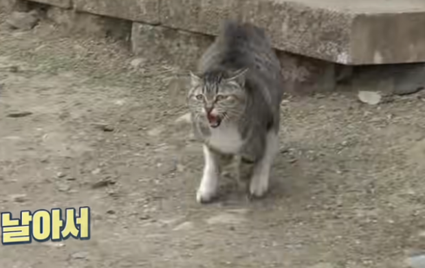 小猫夭折 猫妈妈收小鹅当孩子 甚至连妄图跟大狗不停地(图2)
