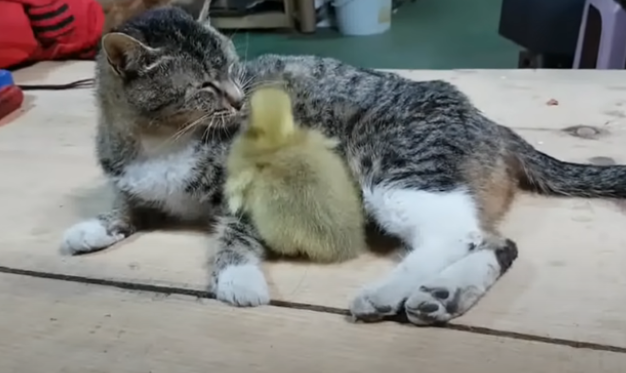 小猫夭折 猫妈妈收小鹅当孩子 甚至连妄图跟大狗不停地(图1)