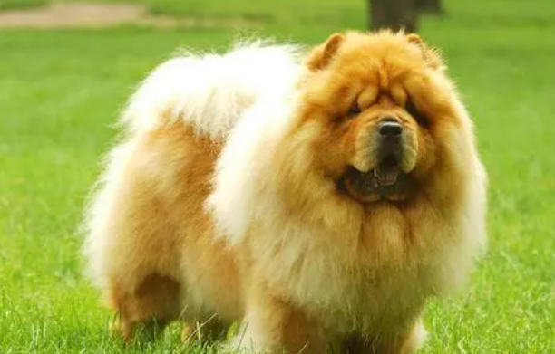 像狮子完全不一样的狗品种叫什么?知道的说说吧!(图1)