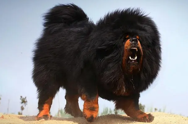 像狮子完全不一样的狗品种叫什么?知道的说说吧!(图2)