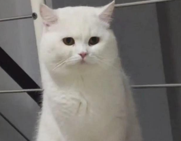 从小娇生惯养小猫咪离家出走 却被流浪猫揍到亲妈认不出可以参加变形计？(图1)