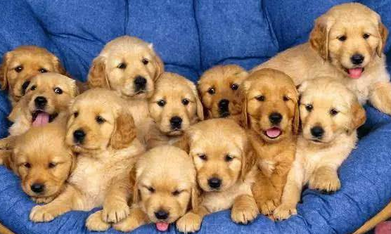 金毛犬能不能看纯不纯?特别注意这几个方面的特征(图1)