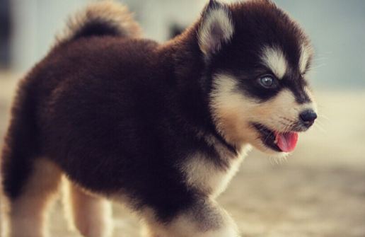 犬瘟试纸出错率大吗?是否需要可以清楚测试不出来!(图1)