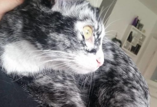 白癜风白斑症纯黑宾士猫从小变身白底黑斑超炫酷猫咪!(图2)