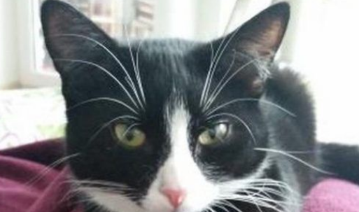 白癜风白斑症纯黑宾士猫从小变身白底黑斑超炫酷猫咪!(图1)