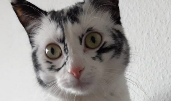 白癜风白斑症纯黑宾士猫从小变身白底黑斑超炫酷猫咪!(图3)