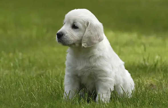 狗狗三项抗体正常了值3不超过真不够 要至少4以下才这个可以!(图1)