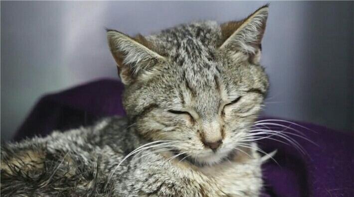 猫咪带血遭人虐待生死垂危好心人忙不迭地给它输过血(图1)