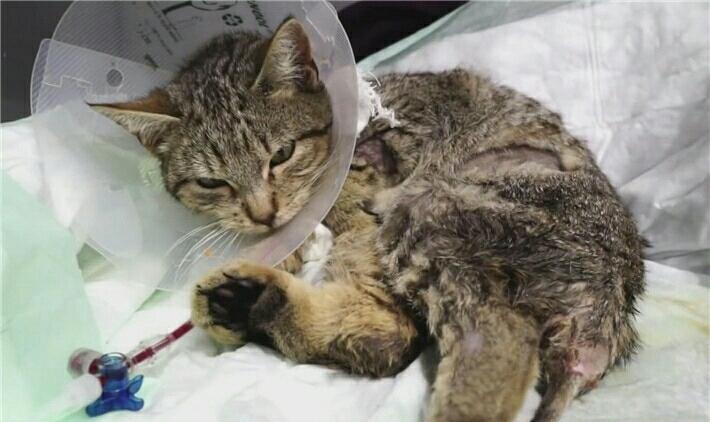 猫咪带血遭人虐待生死垂危好心人忙不迭地给它输过血(图2)