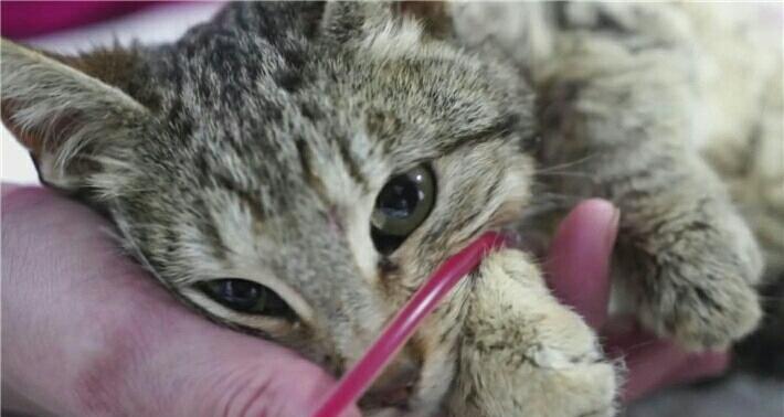 猫咪带血遭人虐待生死垂危好心人忙不迭地给它输过血(图3)