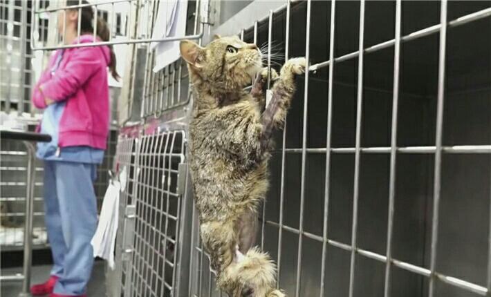 猫咪带血遭人虐待生死垂危好心人忙不迭地给它输过血(图4)