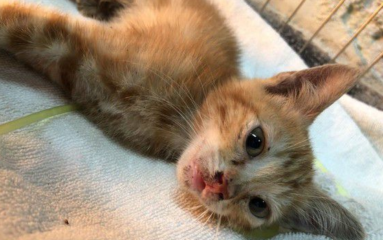 小橘猫浑身湿被好心人抢救中一周加护完全恢复超萌模样(图1)