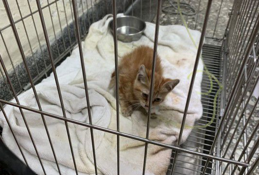 小橘猫浑身湿被好心人抢救中一周加护完全恢复超萌模样(图2)
