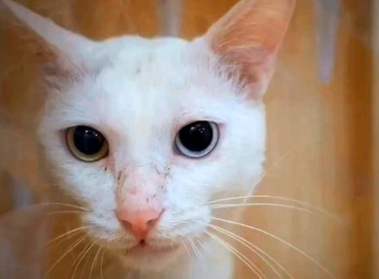 被人领养的猫 一年后自己返回到原主人身边 它总是在找回家来的路(图1)