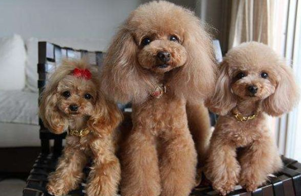 泰迪和贵宾犬一样吗?很多人都搞不清楚(图1)