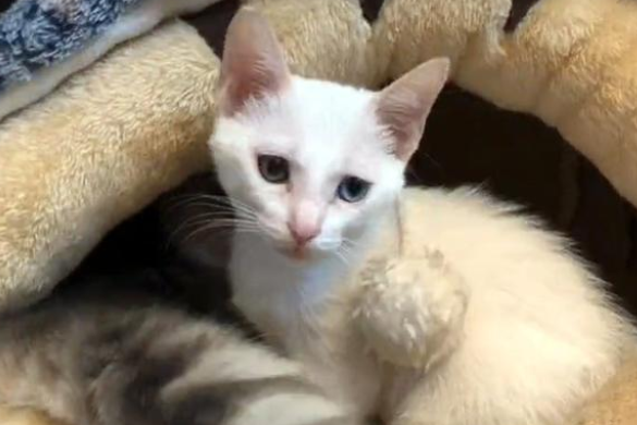 被人领养的猫 一年后自己返回到原主人身边 它总是在找回家来的路(图2)
